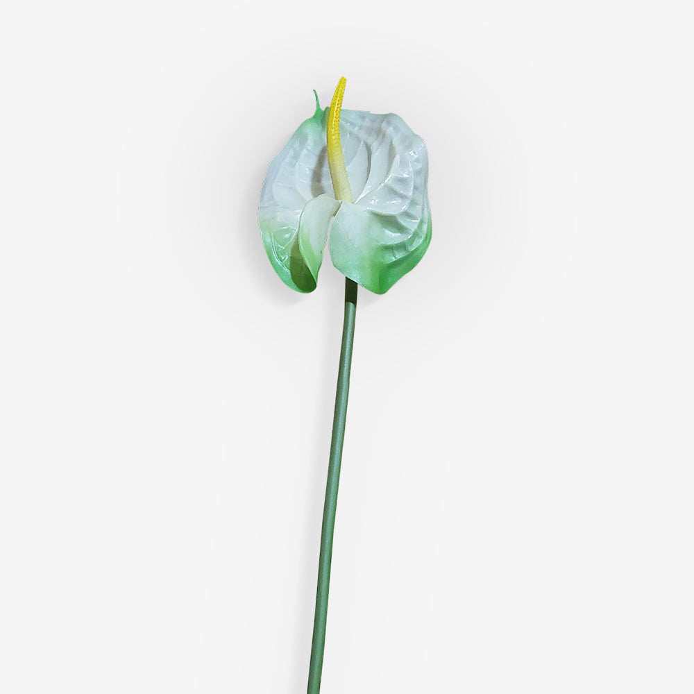 ANTHURIUM