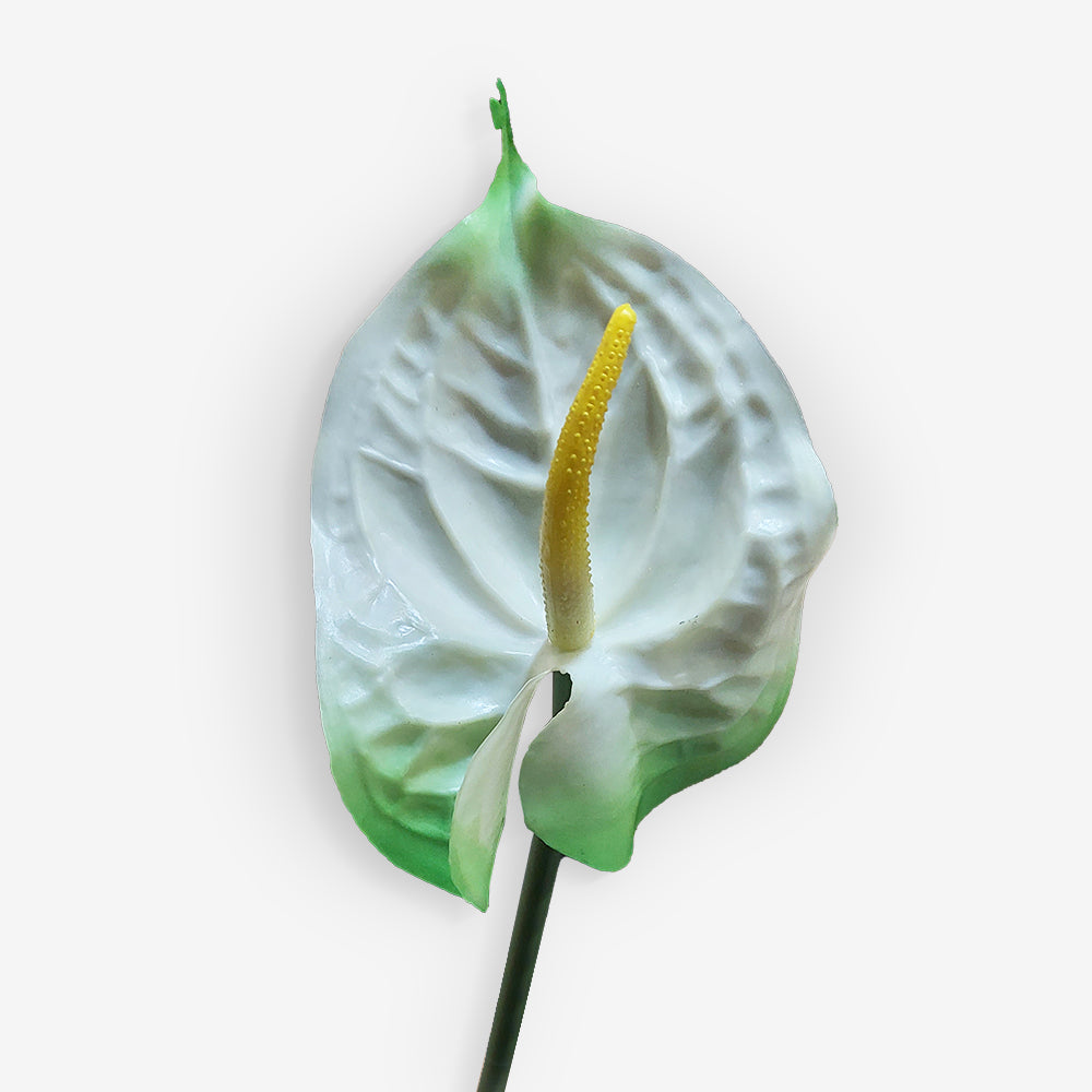 ANTHURIUM