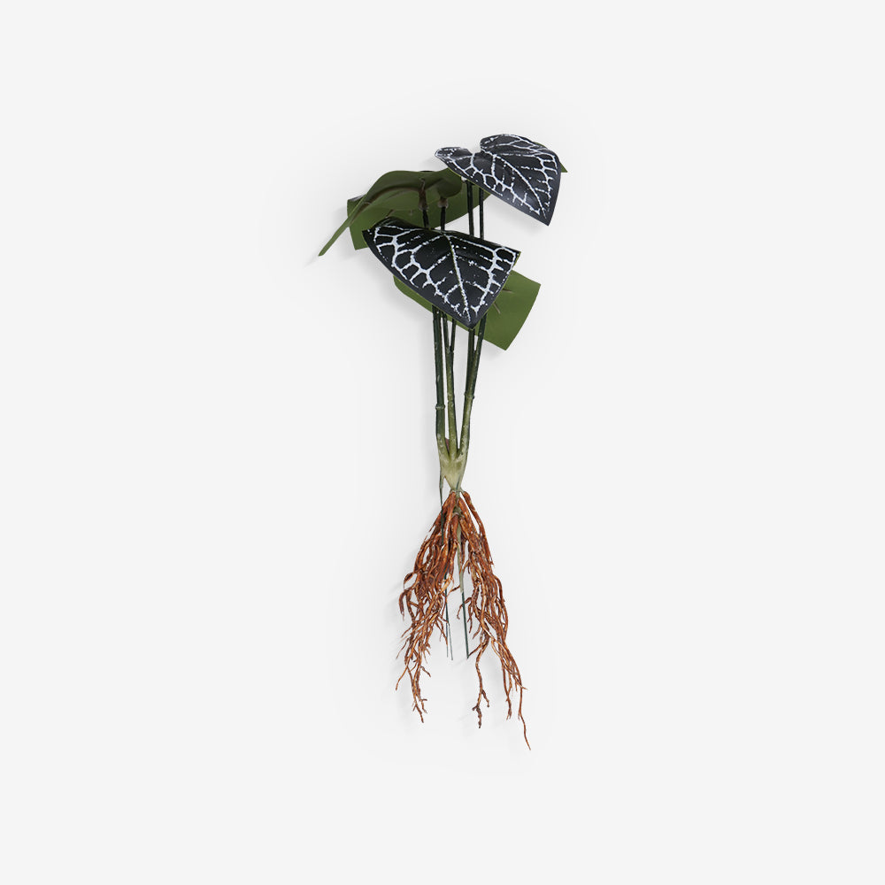 ANTHURIUM