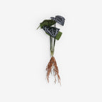 ANTHURIUM