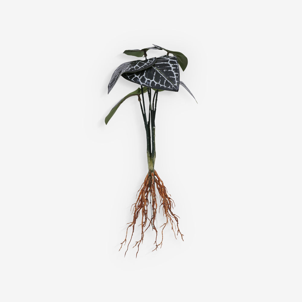 ANTHURIUM