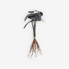 ANTHURIUM