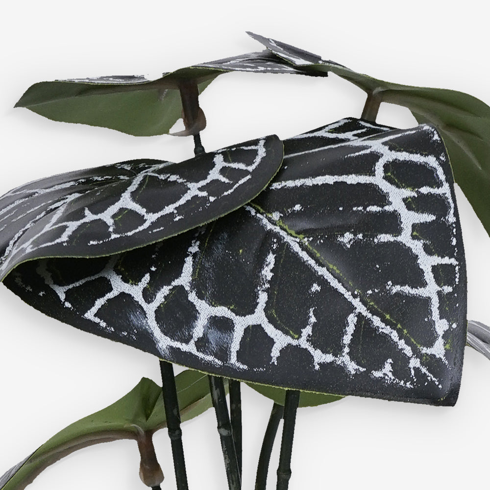 ANTHURIUM