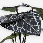ANTHURIUM