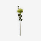 CHRYSANTH