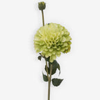CHRYSANTH