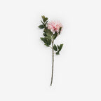 CHRYSANTH