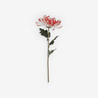 CHRYSANTH