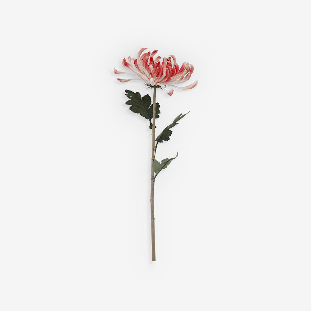 CHRYSANTH