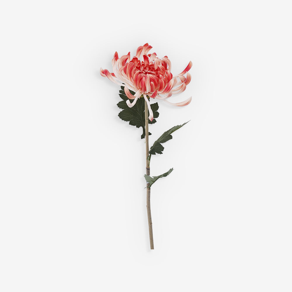 CHRYSANTH