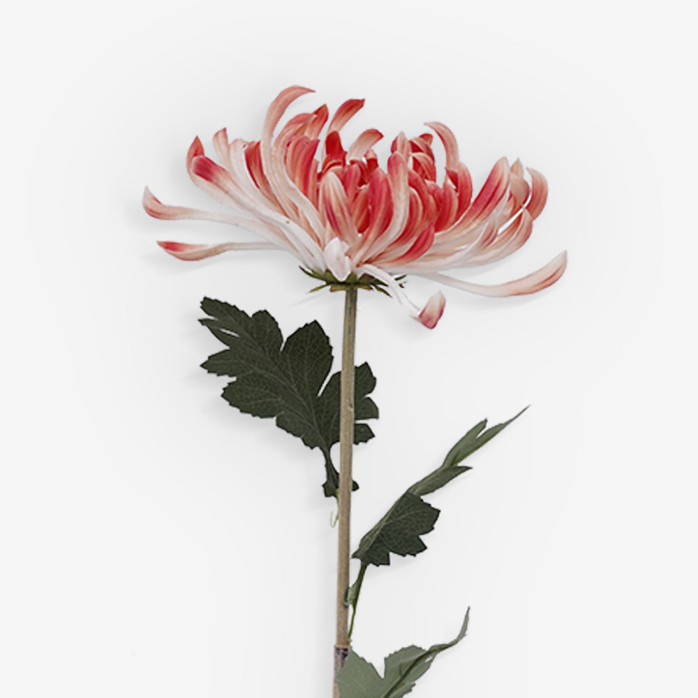 CHRYSANTH