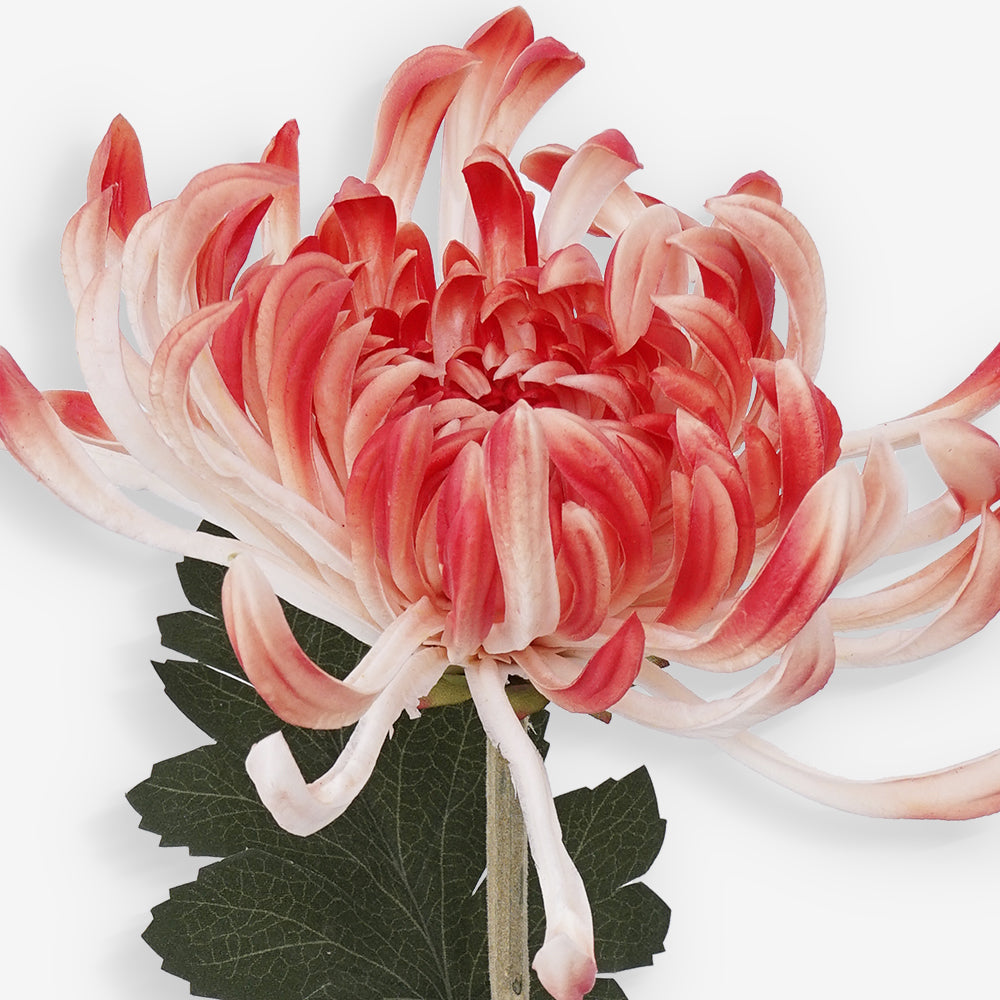 CHRYSANTH