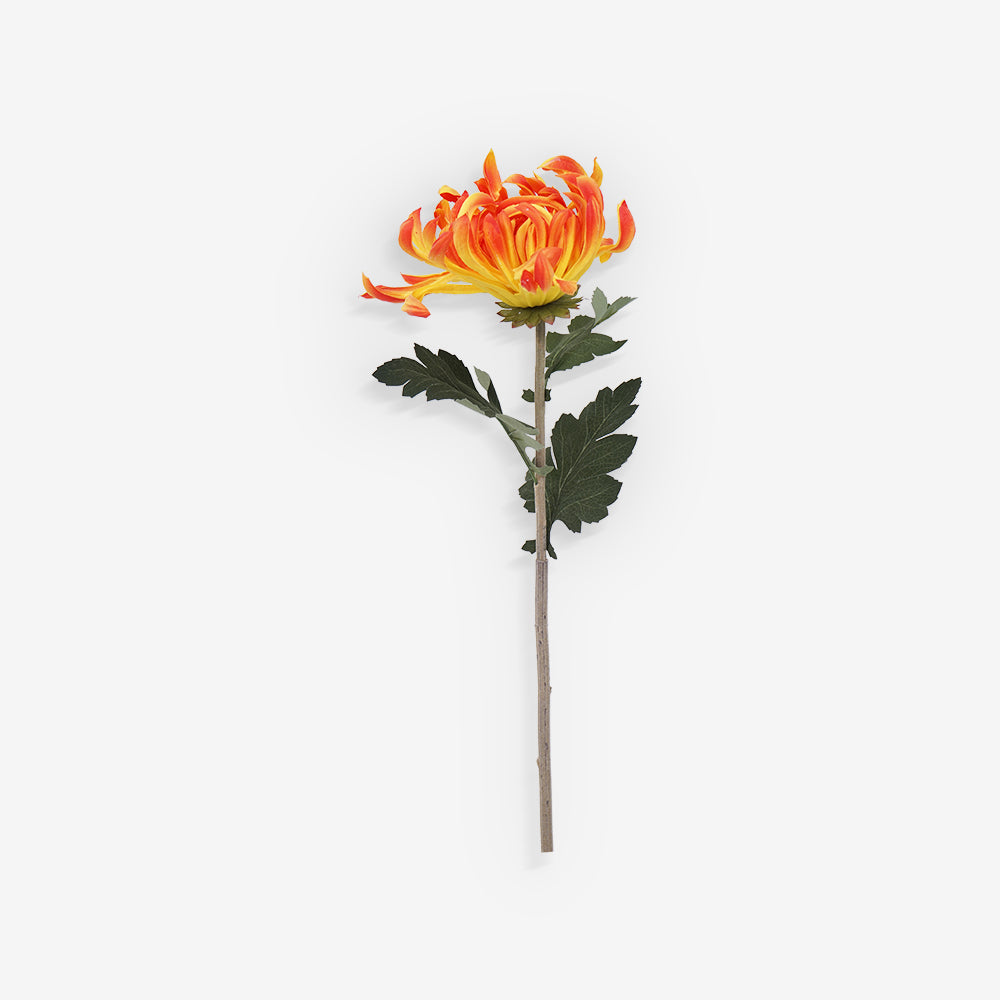 CHRYSANTH