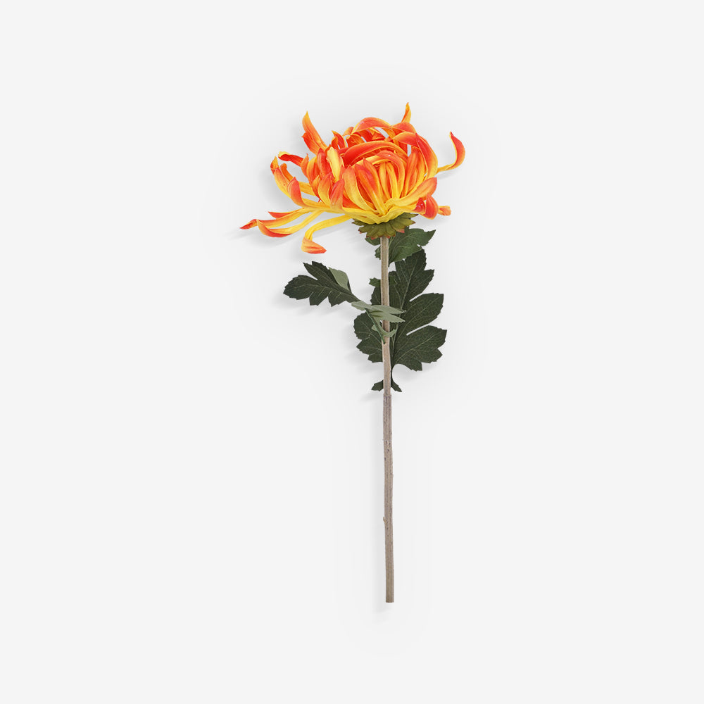 CHRYSANTH
