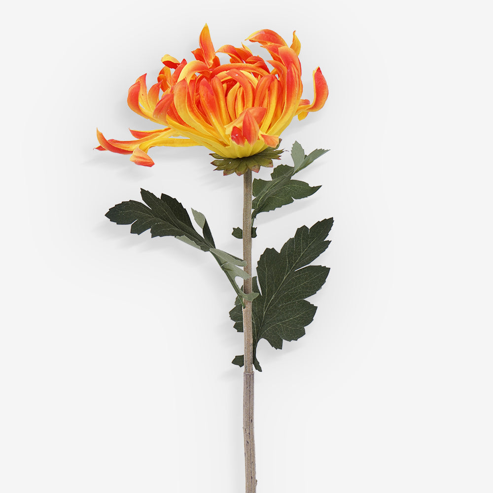 CHRYSANTH