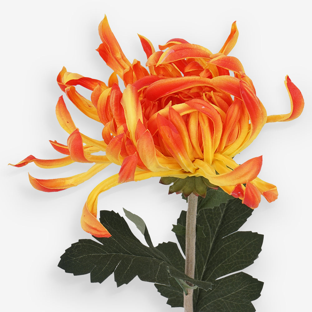 CHRYSANTH