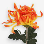 CHRYSANTH