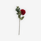 CHRYSANTH
