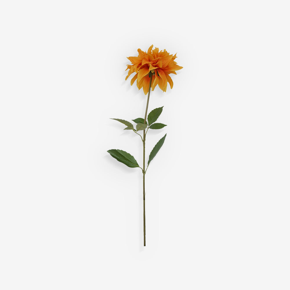 DAHLIA