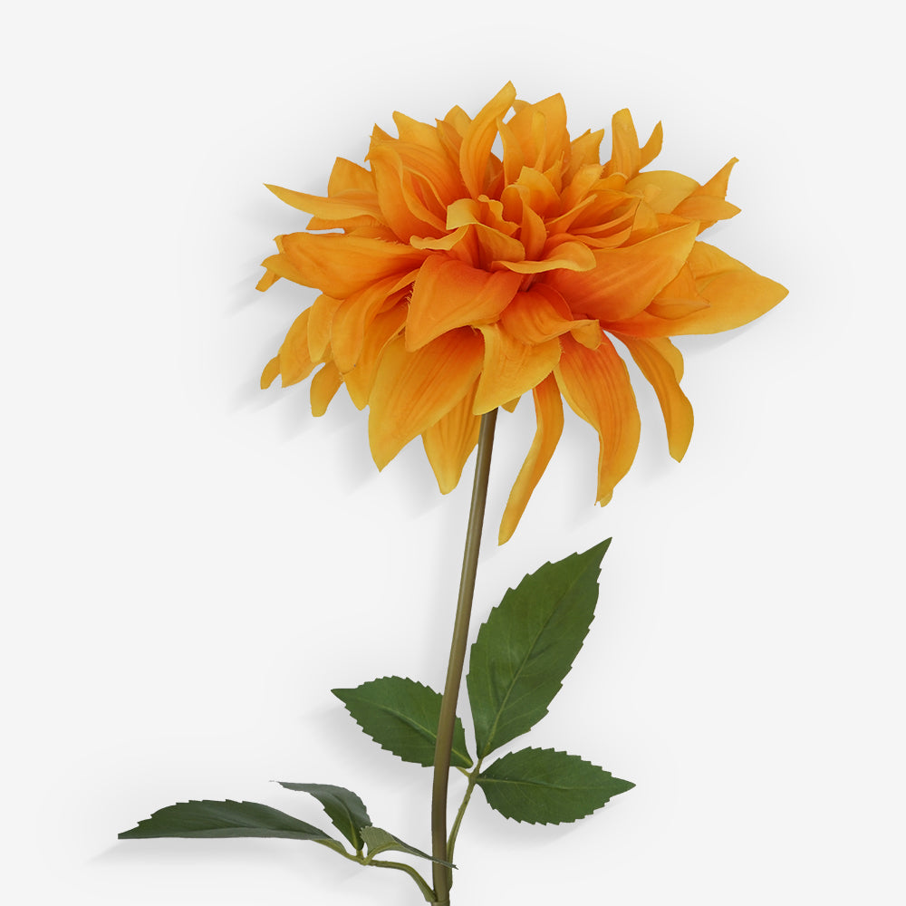 DAHLIA
