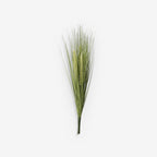 GRASS