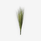 GRASS
