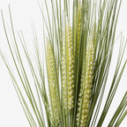 GRASS