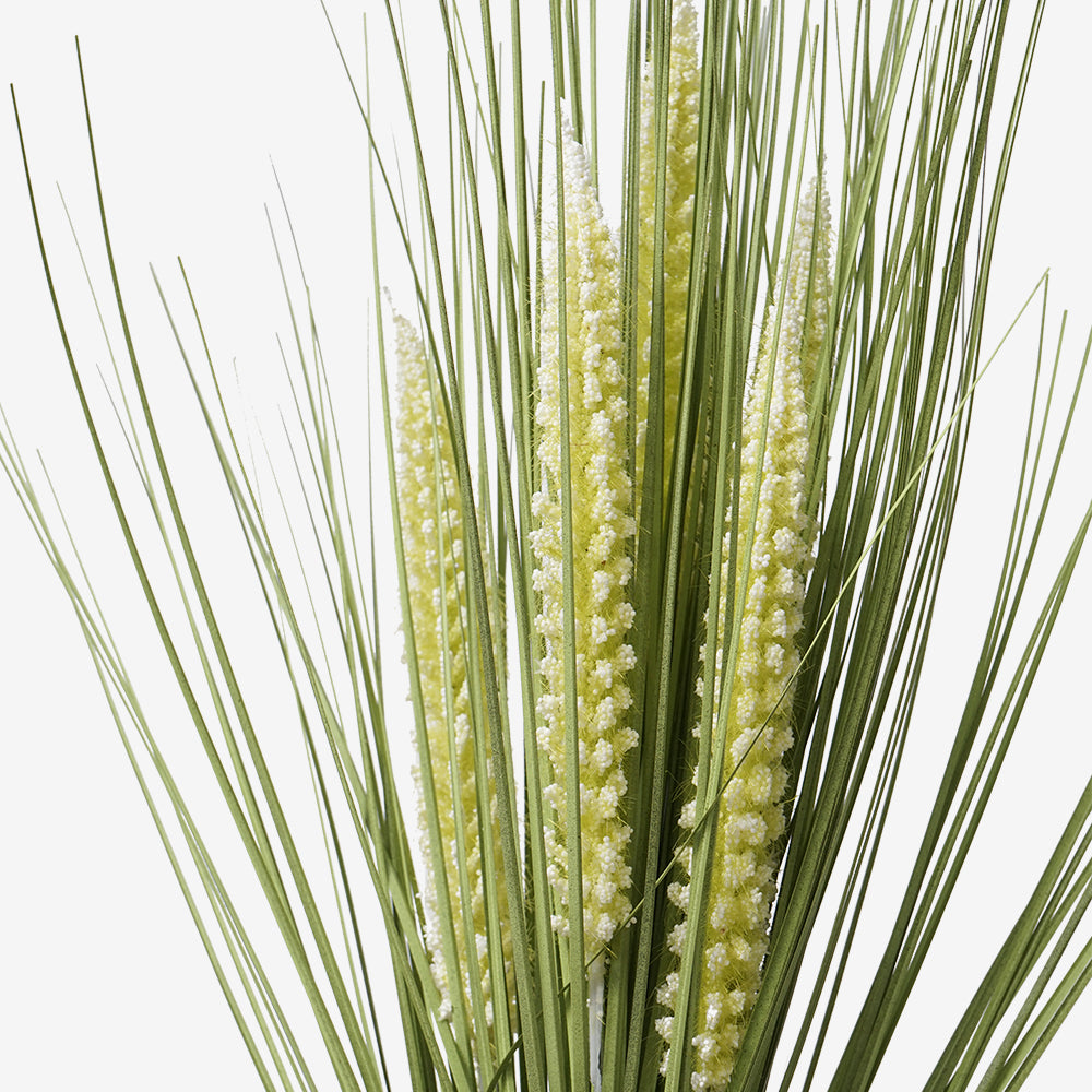 GRASS