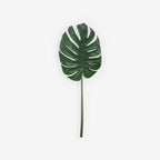 MONSTERA