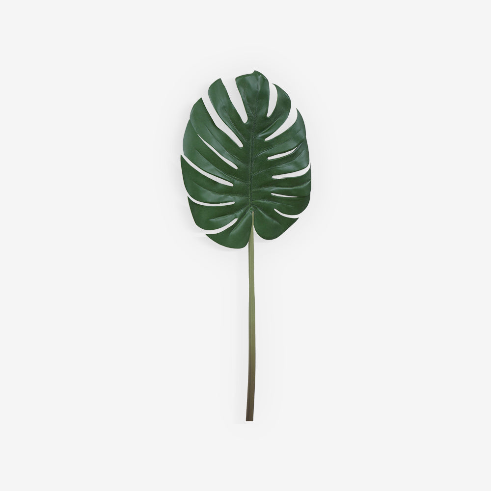 MONSTERA