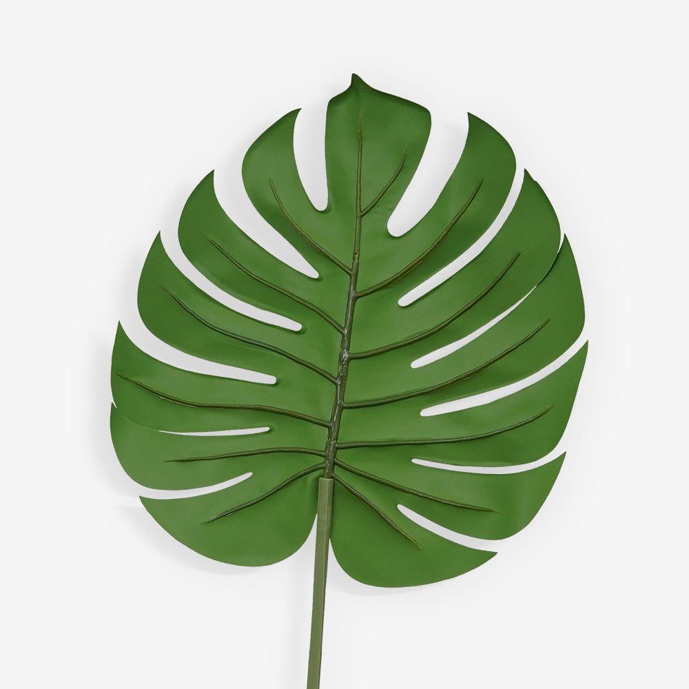 MONSTERA