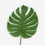 MONSTERA