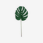 MONSTERA