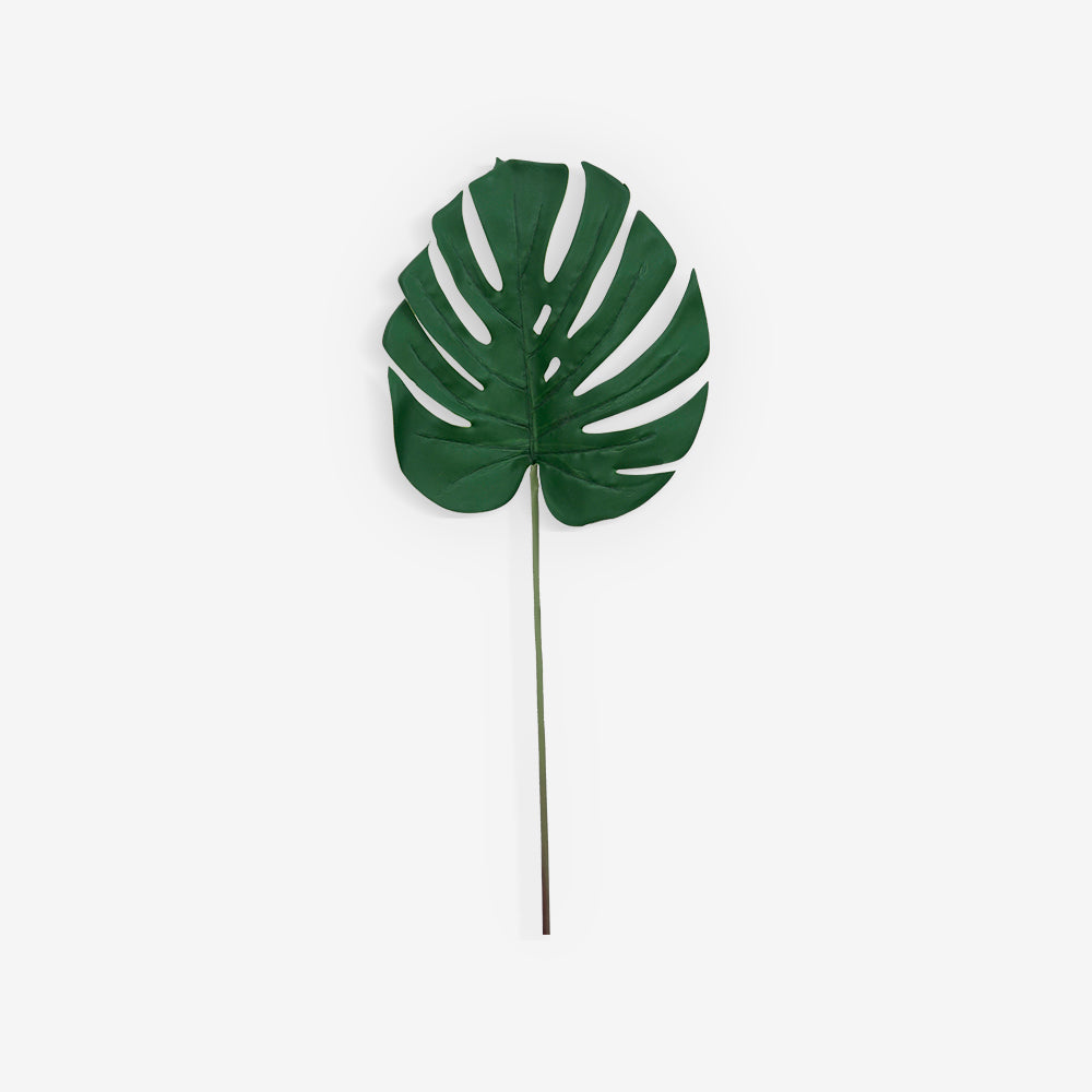 MONSTERA