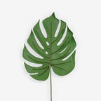 MONSTERA