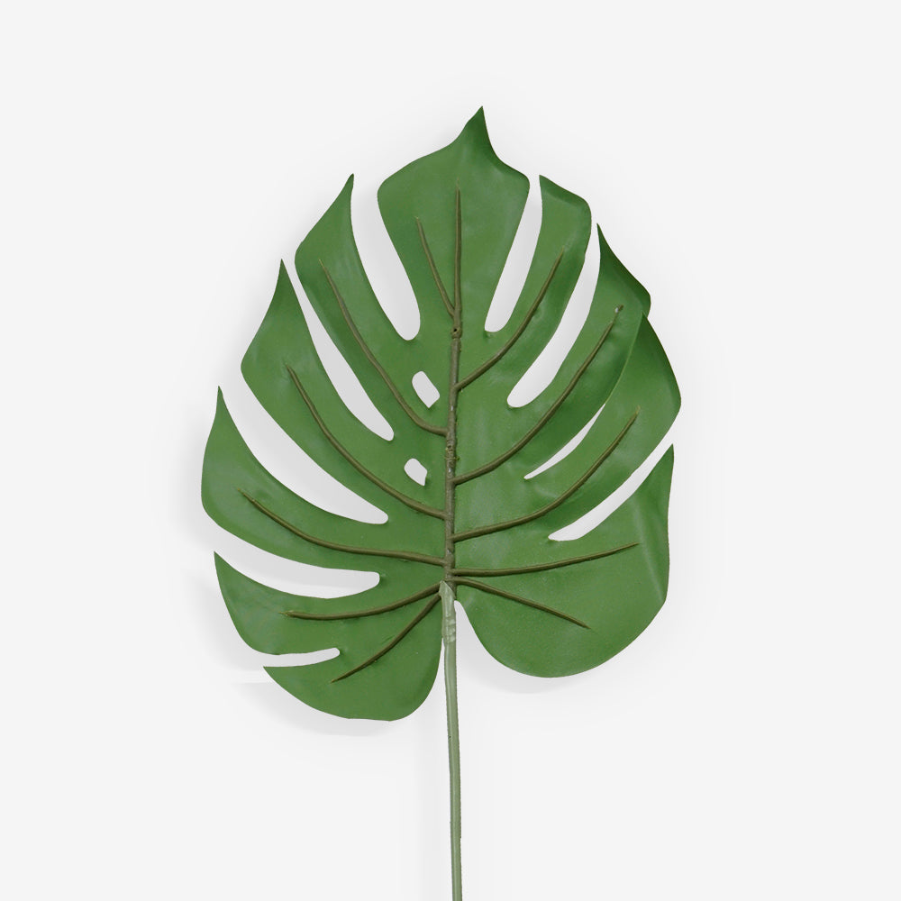MONSTERA
