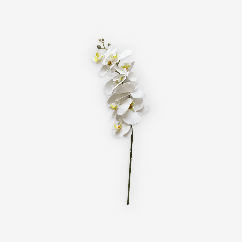 ORCHID WHITE MEDIUM A