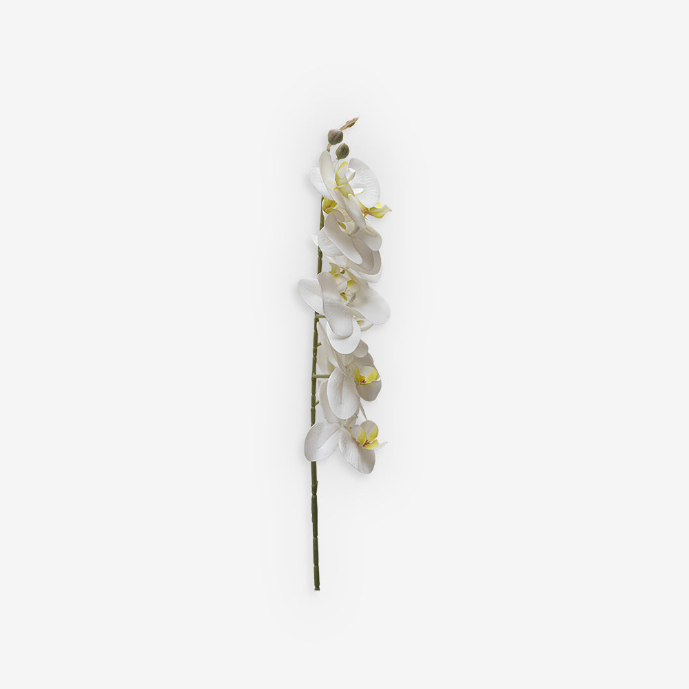 ORCHID WHITE MEDIUM A
