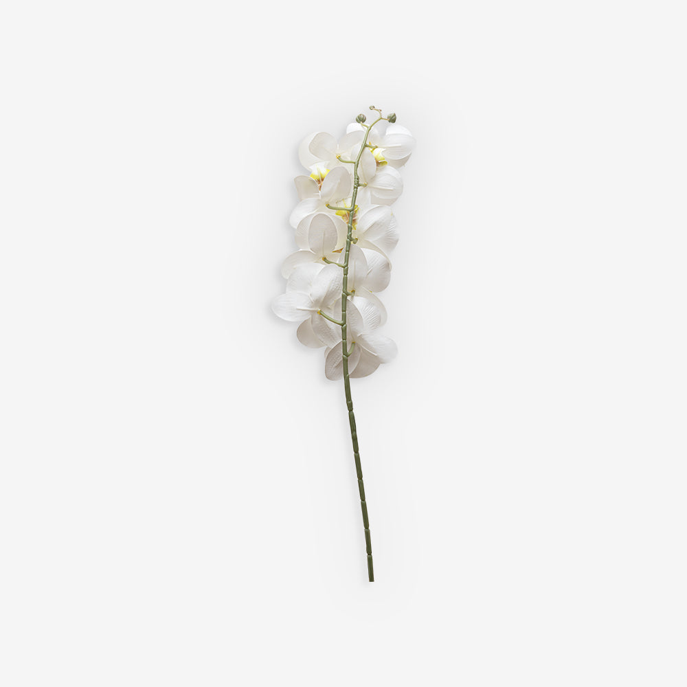 ORCHID WHITE MEDIUM A