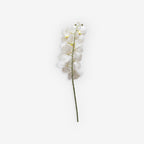 ORCHID WHITE MEDIUM A