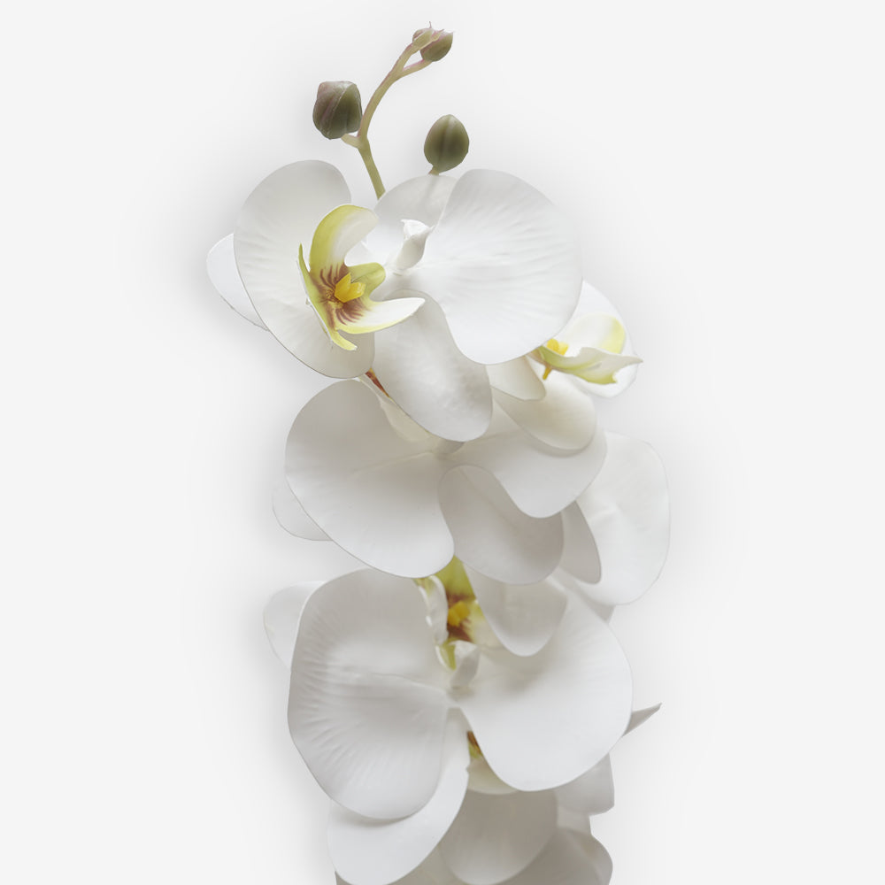 ORCHID WHITE MEDIUM A