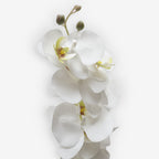 ORCHID WHITE MEDIUM A