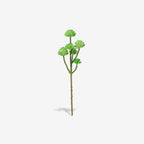 STONECROP