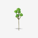 STONECROP
