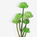 STONECROP