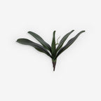 PHALENOPSIS