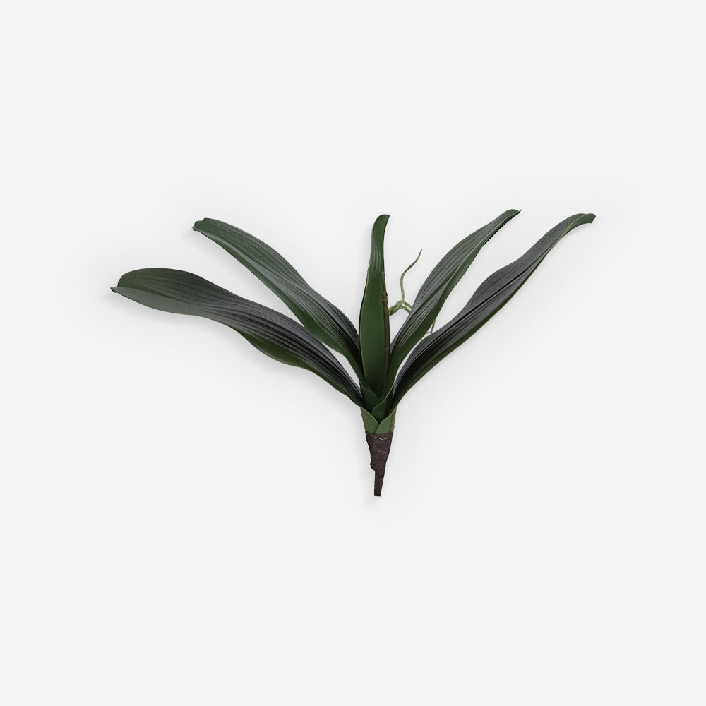 PHALENOPSIS