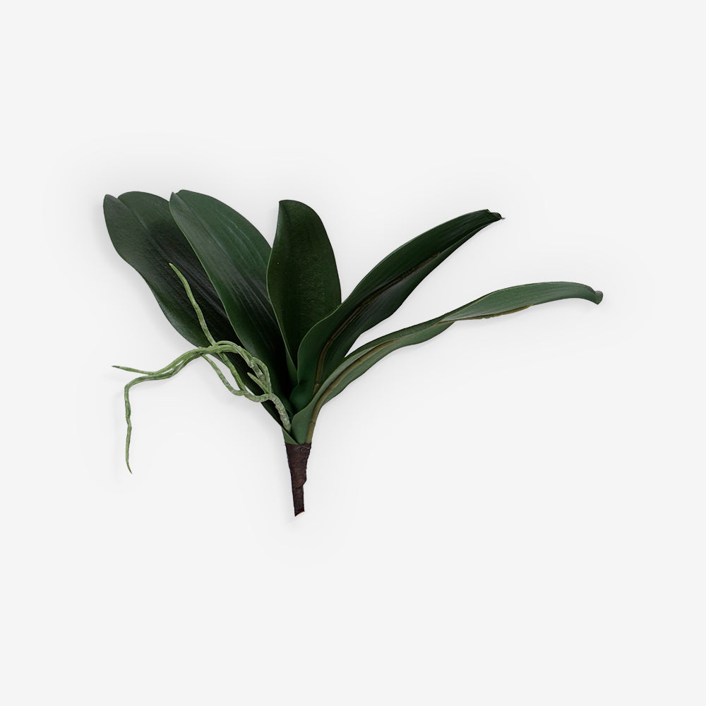 PHALENOPSIS