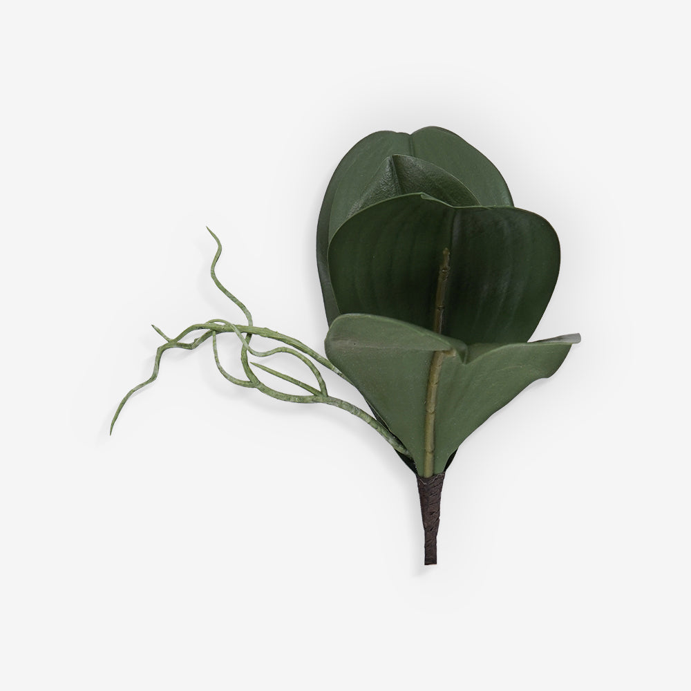 PHALENOPSIS