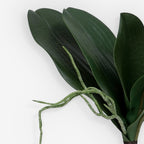 PHALENOPSIS